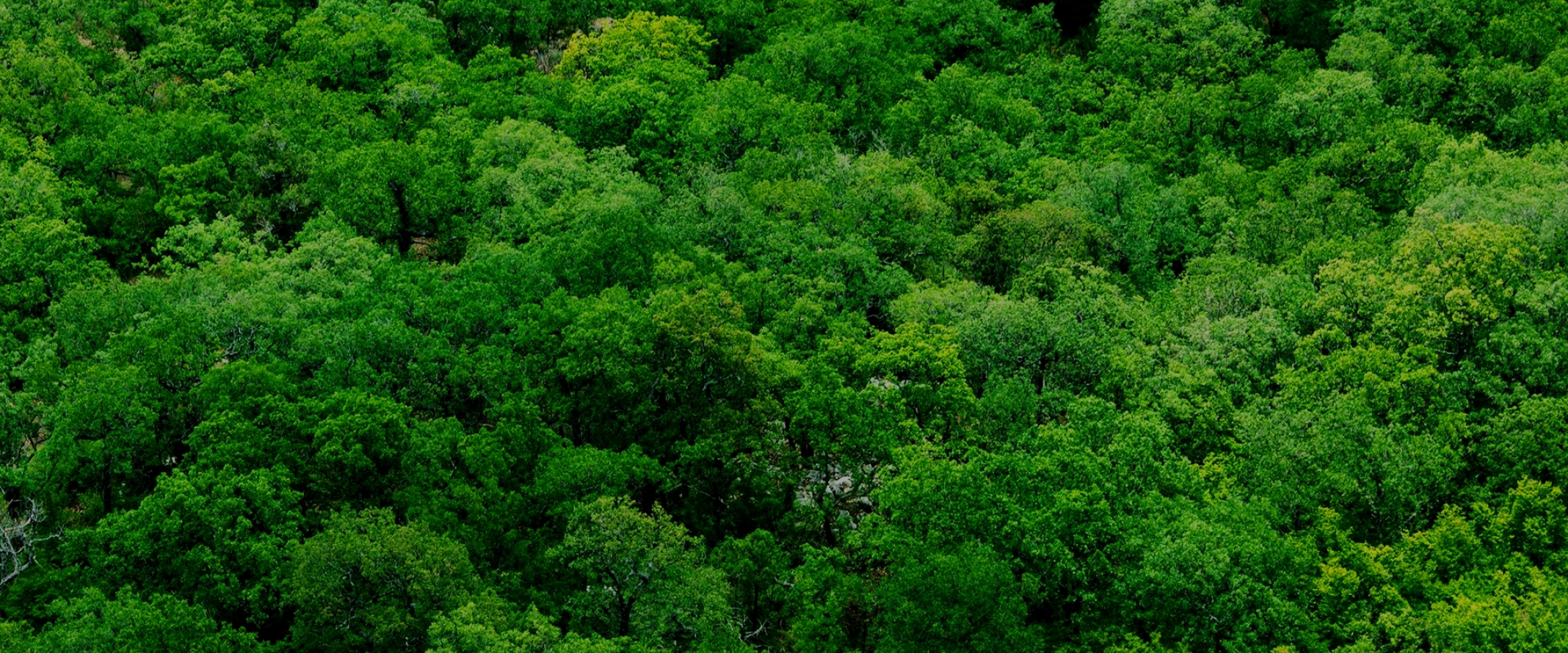 gallery/tree